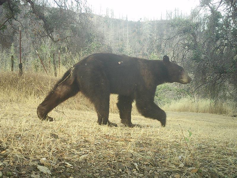 black bear2 800scrp