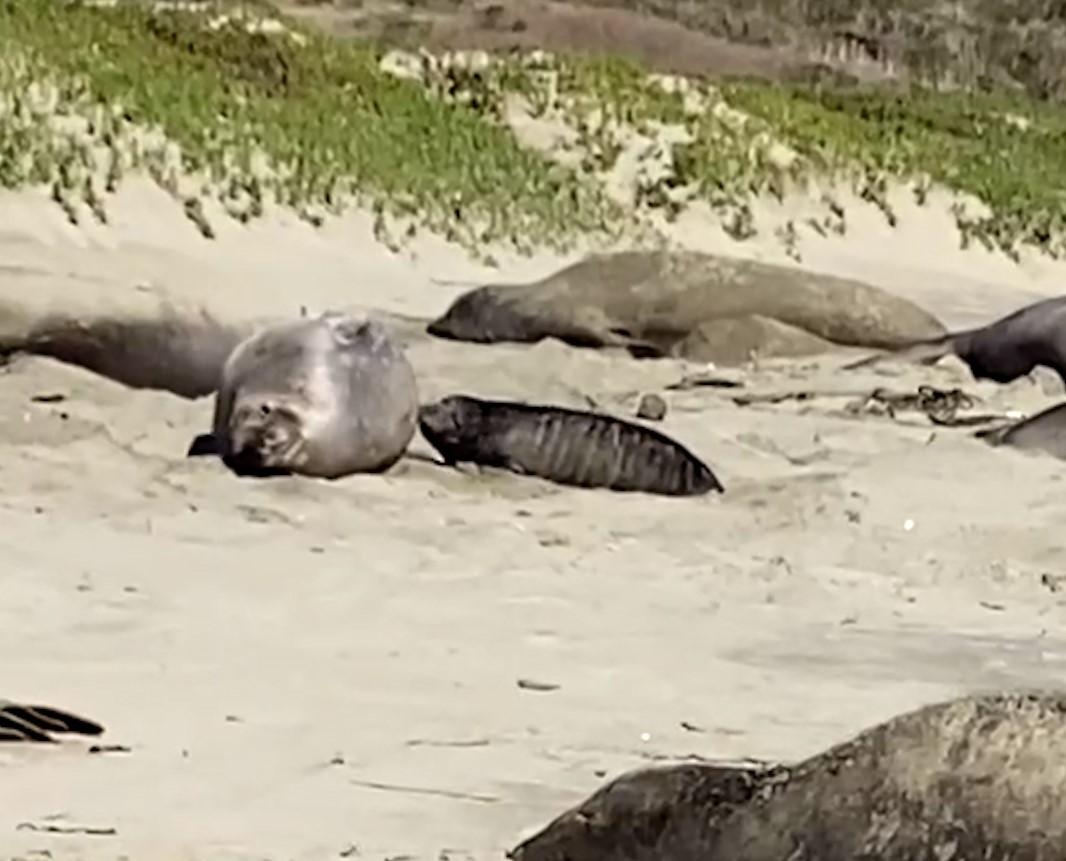 Pup and Mother DrakesBeach crop