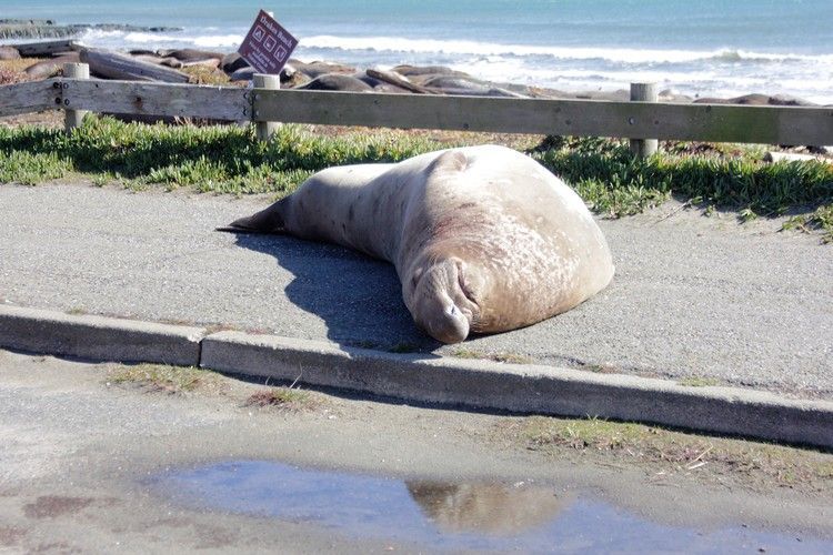 Sleeping seal in the parking lot