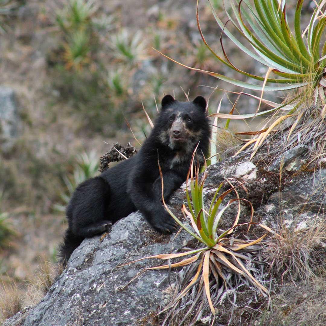 Spectacled Bear Conservation