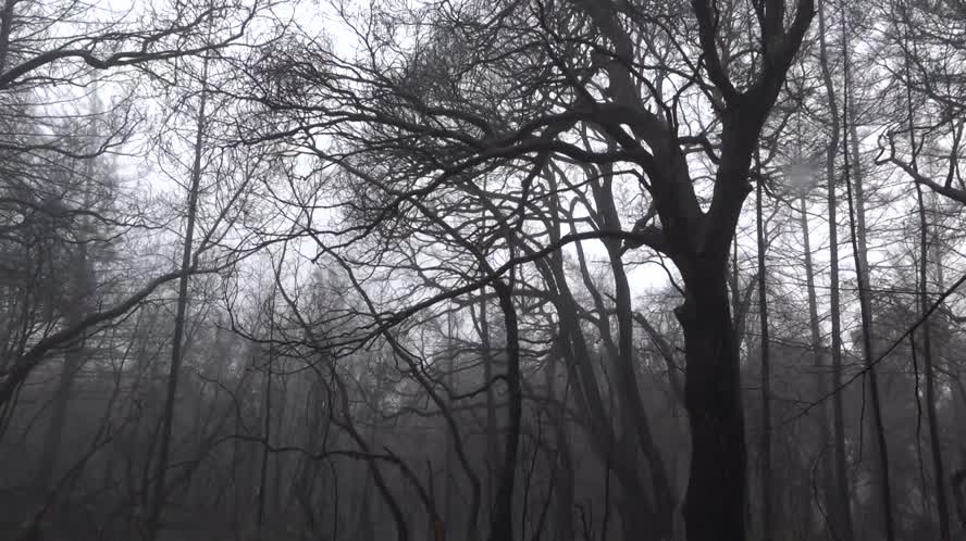 Bay Area Bountiful: Sempervirens Means Evergreen