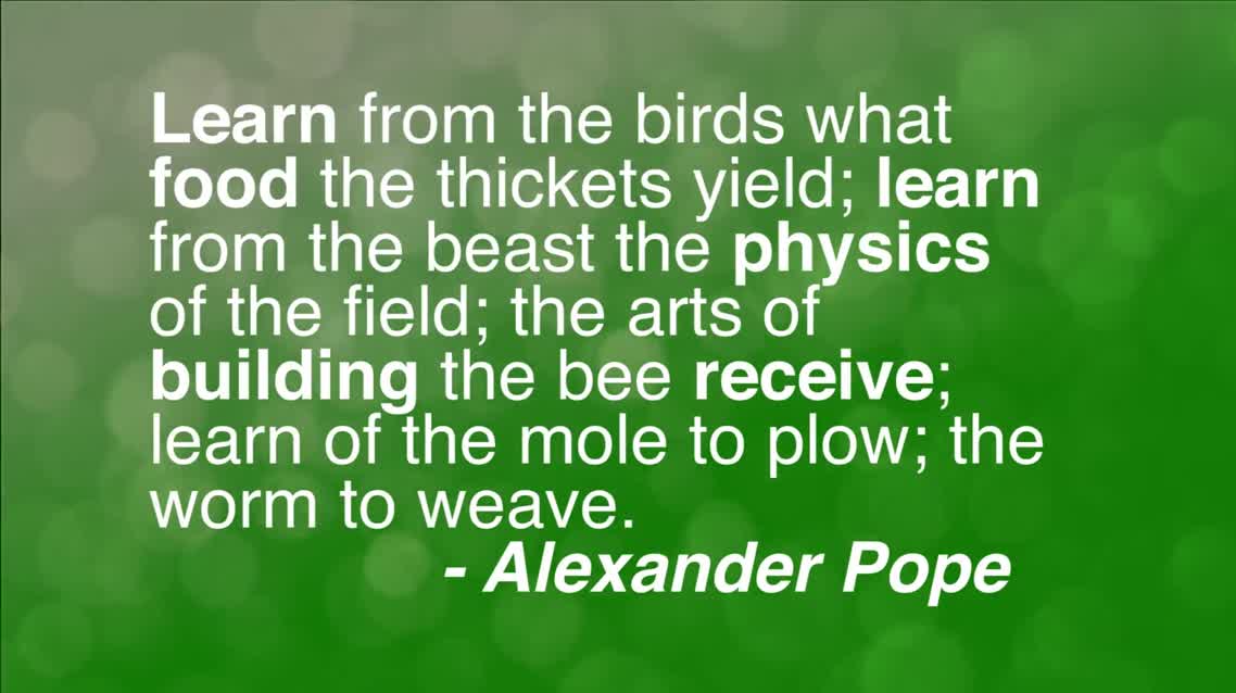 Learn from the birds