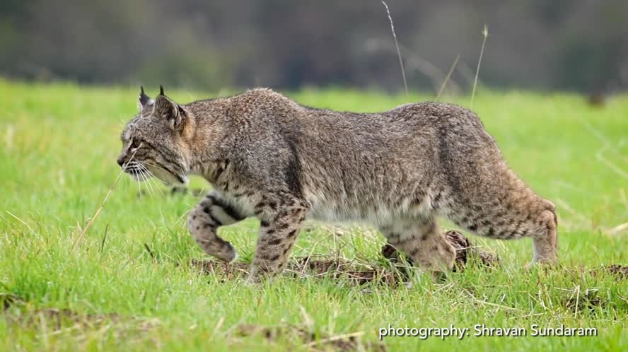 Bay Area Bountiful: Urban Bobcats