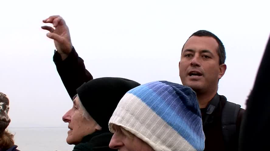 Gulls Galore Short Story