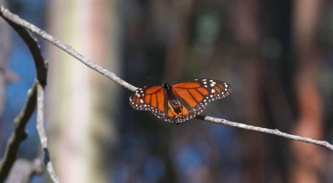 Western Monarch Butterflies Bounce Back from Verge of Extinction | Bay Area Bountiful