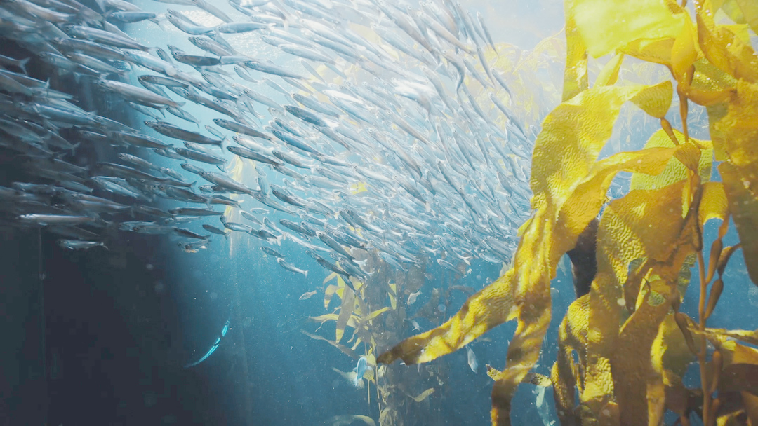 The Ocean Planet Short Story