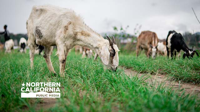 Bay Area Bountiful: Sustainable Landscapes