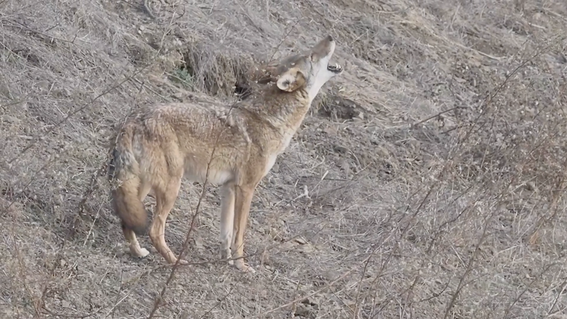 Coyote CritterCam